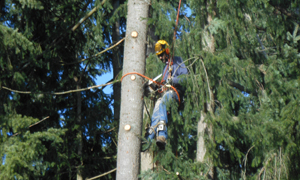 Best-Arborist-Tacoma-WA