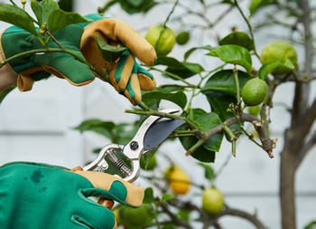 Parkland fruit tree pruning experts in WA near 98444