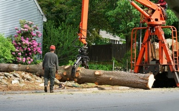 Professional Spanaway tree removal services in WA near 98387