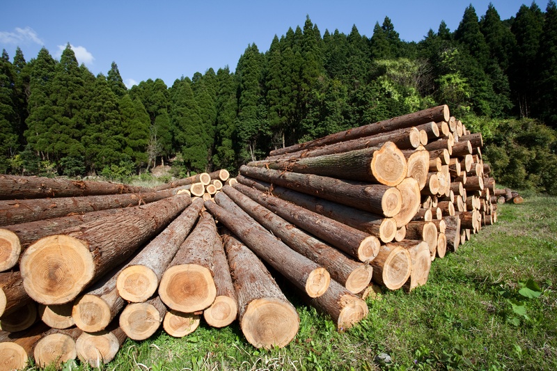 Logging-Company-Parkland-WA