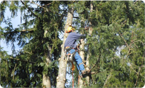 Tree-Removal-Services-Puyallup-WA