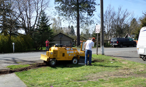 Tree-Removal-Services-Steilacoom-WA