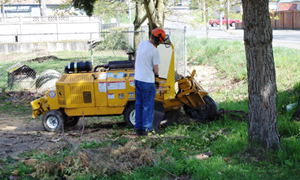 tree-removal-services-lakewood-wa