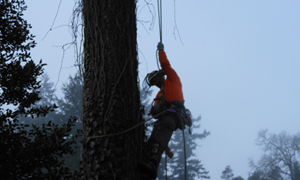 Tree-Service-Lakewood-WA