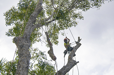 Puyallup backyard tree trimming