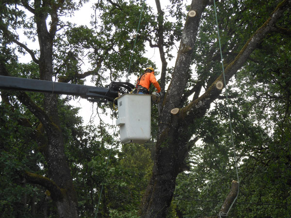 Sumner backyard tree trimming