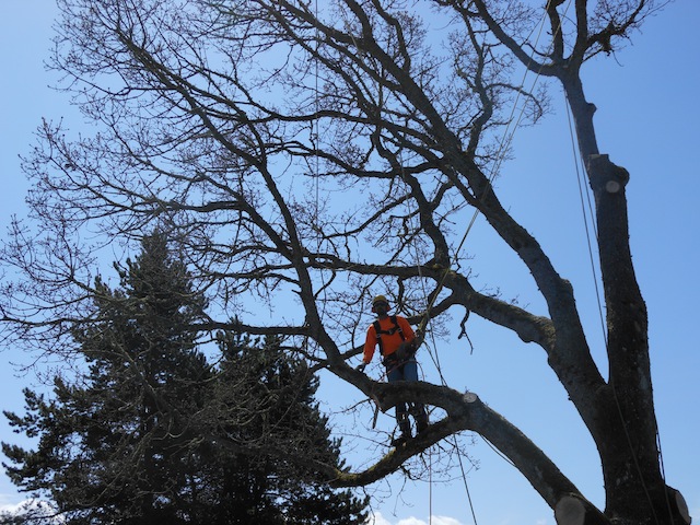 Tacoma backyard tree trimming