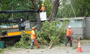 University Place backyard tree trimming