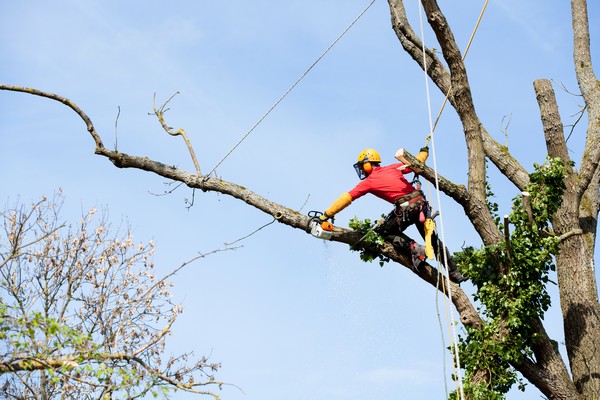 Fife Commercial tree pruning 