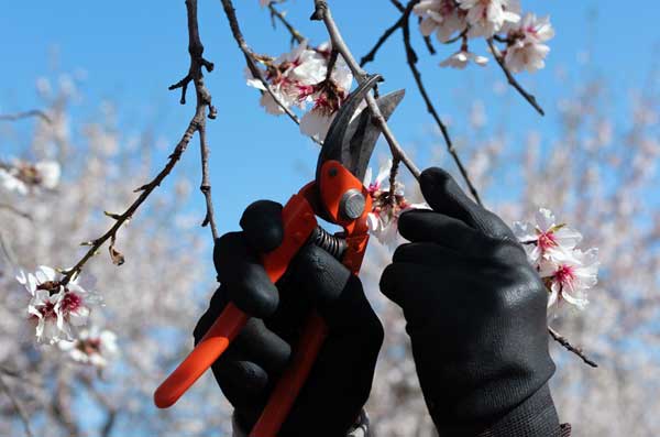 Parkland Commercial tree pruning 