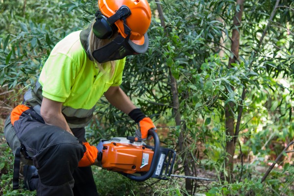 South Hill Commercial tree pruning 