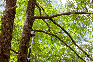 Emergency Orting cutting tree company in WA near 98360