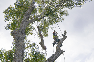 Leading Puyallup cutting tree company in WA near 98375