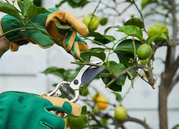 Reliable Buckley fruit tree pruning in WA near 98321