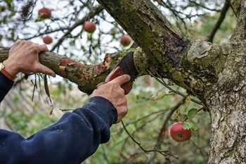 Reliable Orting fruit tree pruning in WA near 98360