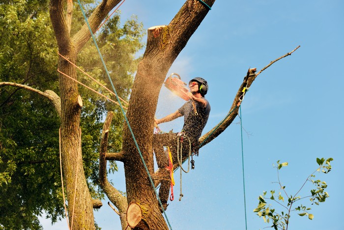 Sumner home tree maintenance