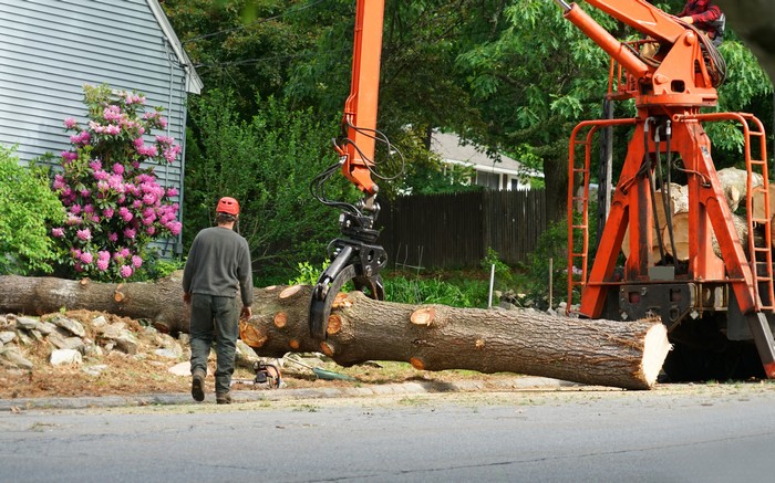  University Place home tree maintenance