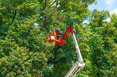 Expert Puyallup local tree service in WA near 98375