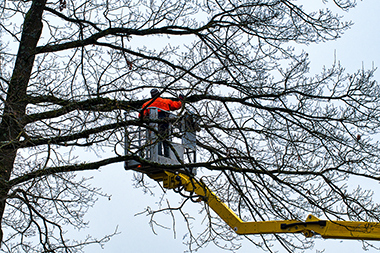 University Place local tree service team in WA near 98467