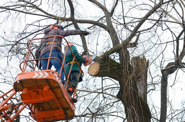 University Place property tree care