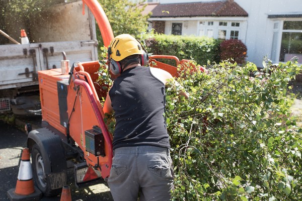 Milton Residential tree pruning