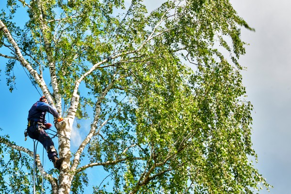 University Place Seasonal Tree Pruning