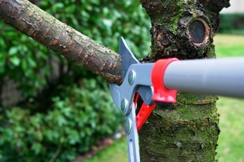 Experts in Fife shaping trees in WA near 98424