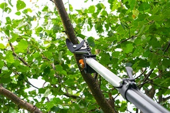 Experts in University Place shaping trees in WA near 98467