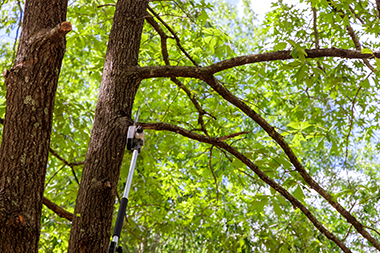 Certified Puyallup tree cutting service in WA near 98375