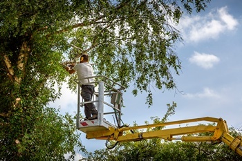 Certified Buckley tree pruning in WA near 98321