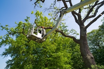 Certified Fife tree pruning in WA near 98424