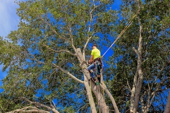 Certified University Place tree pruning in WA near 98467